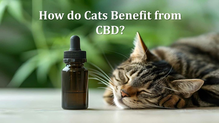 how do cats benefit from cbd