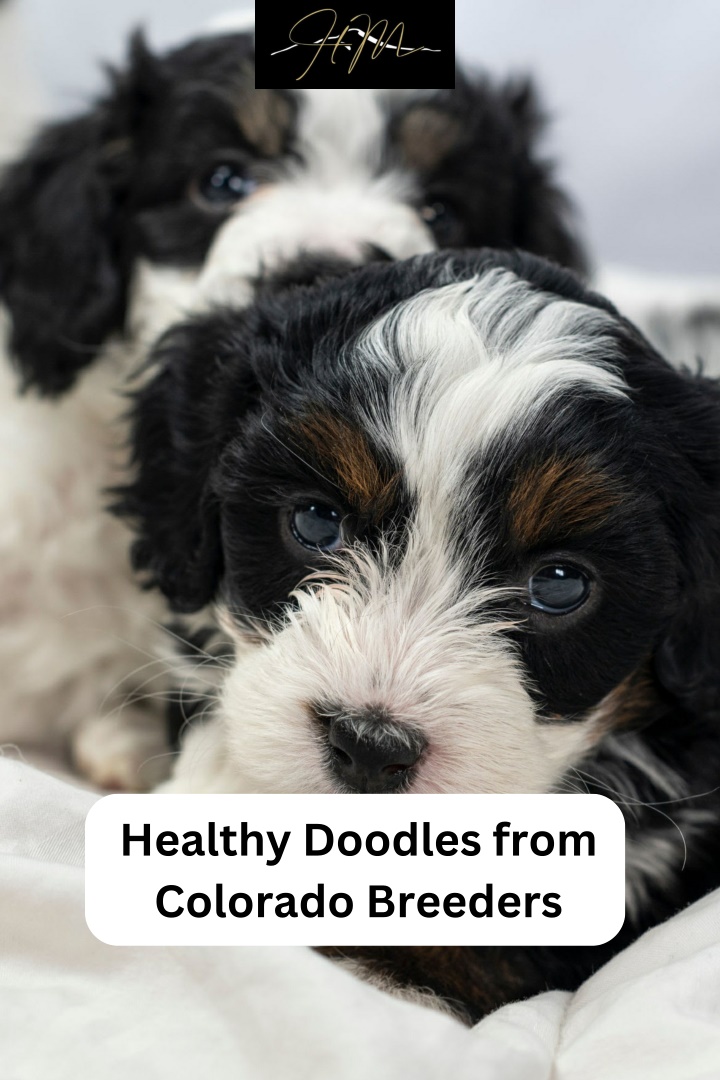 healthy doodles from colorado breeders