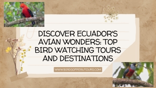 Discover Ecuador's Avian Wonders: Top Bird Watching Tours and Destinations