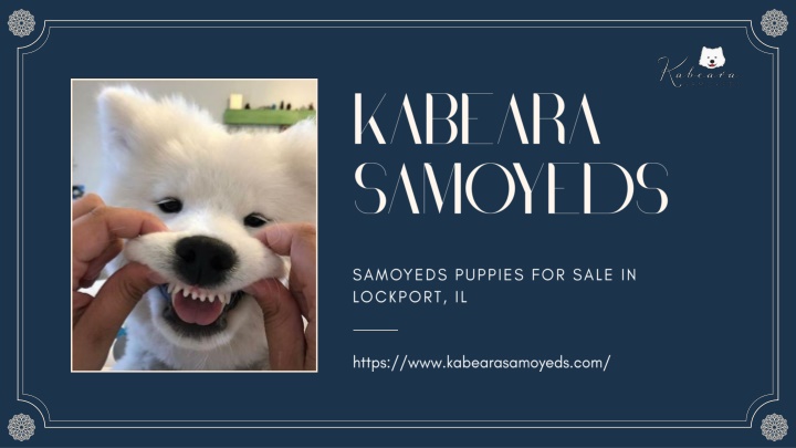 kabeara samoyeds