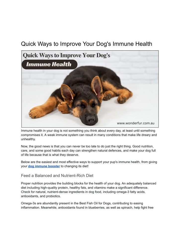 quick ways to improve your dog s immune health