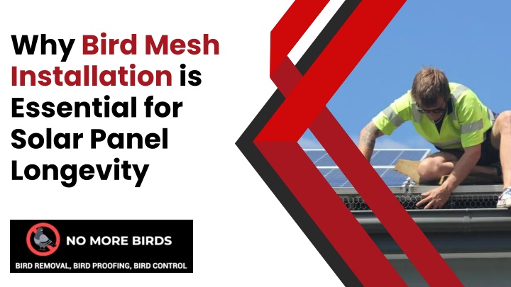 why bird mesh installation is essential for solar