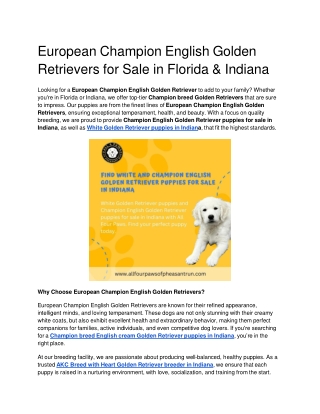 European Champion English Golden Retrievers for Sale in Florida & Indiana (1)