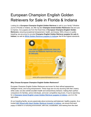 European Champion English Golden Retrievers for Sale in Florida & Indiana