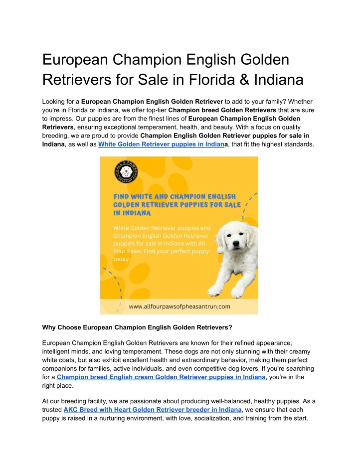 european champion english golden retrievers