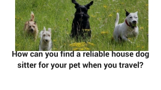 How can you find a reliable house dog sitter for your pet when you travel