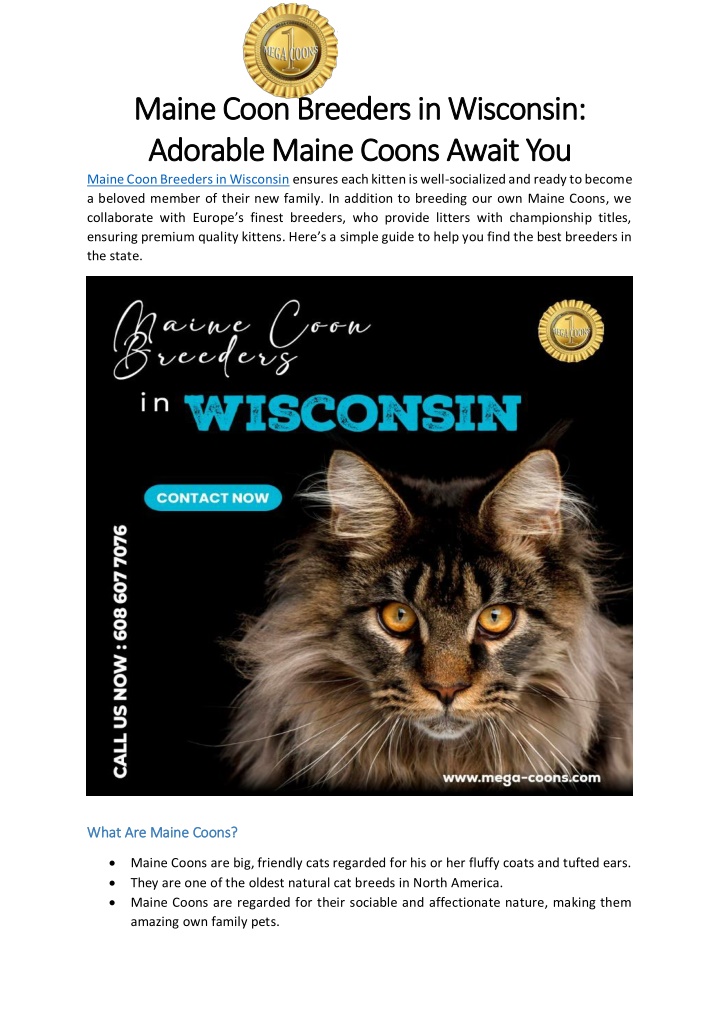 maine coon breeders in wisconsin maine coon