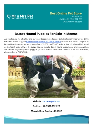 Basset Hound Puppies For Sale In Meerut