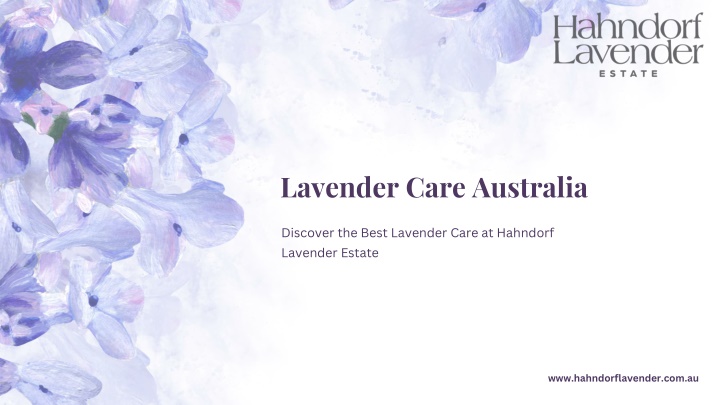 lavender care australia