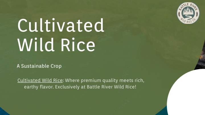 cultivated wild rice where premium quality meets