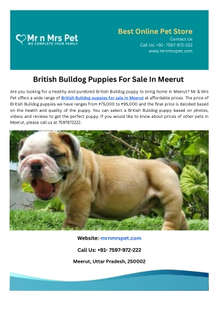 British Bulldog Puppies For Sale In Meerut