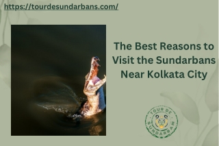 The Best Reasons to Visit the Sundarbans Near Kolkata City