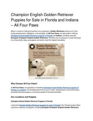 Champion English Golden Retriever Puppies for Sale in Florida and Indiana – All Four Paws