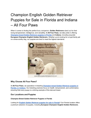 Champion English Golden Retriever Puppies for Sale in Florida and Indiana – All Four Paws