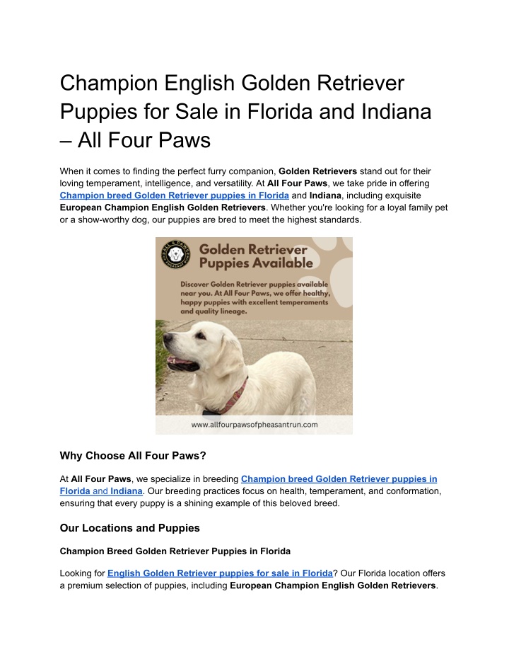 champion english golden retriever puppies