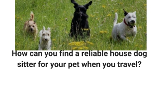 How can you find a reliable house dog sitter for your pet when you travel