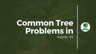 Common Tree Problems in Buffalo, NY & How Tree Services Helps