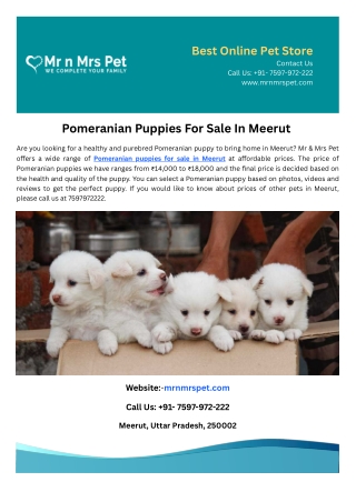 Pomeranian Puppies For Sale In Meerut