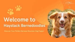 Discover Your Perfect Bernese Mountain Dog Puppy