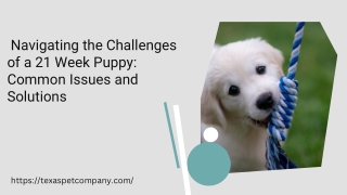 navigating the challenges of a 21 week puppy