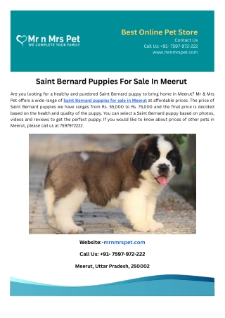 Saint Bernard Puppies For Sale In Meerut