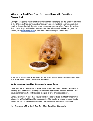 How Does Dog Food Impact Your Dog’s Longevity?