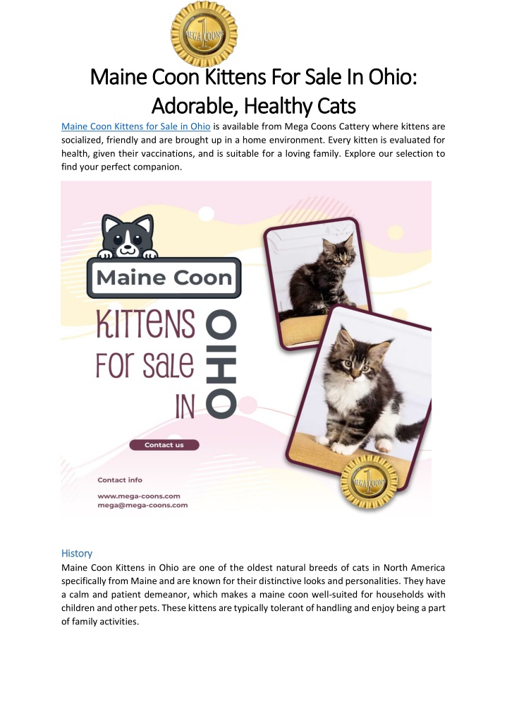 maine coon kittens for sale in ohio maine coon