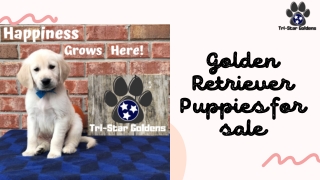 Golden Retriever Puppies for sale- Find Your Perfect Pup Today