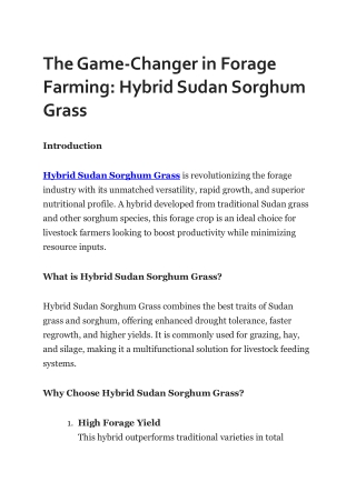The Game-Changer in Forage Farming- Hybrid Sudan Sorghum Grass