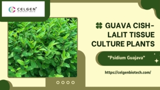 Buy CISH Lalit Guava Plants - Grafted Psidium Guajava Online