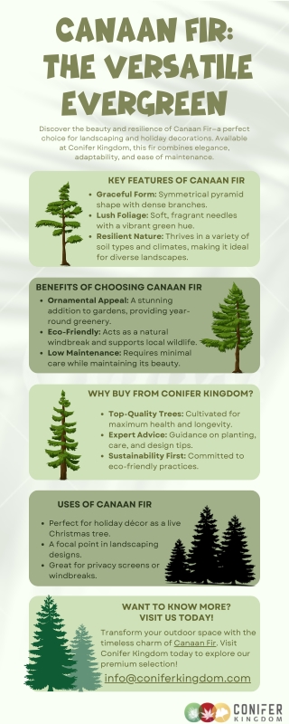 Top Uses of Canaan Fir in Landscaping