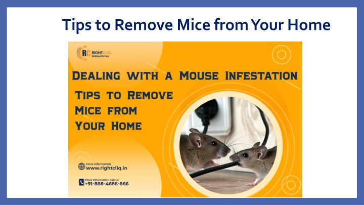 tips to remove mice from your home