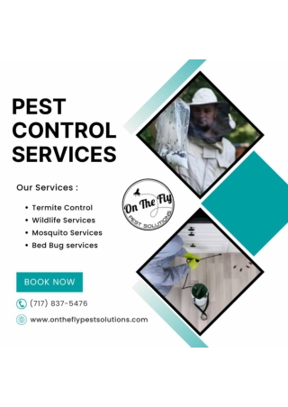 Rat Control Services At On the Fly Pest Solutions in Pikesville, Balitmore,Maryl