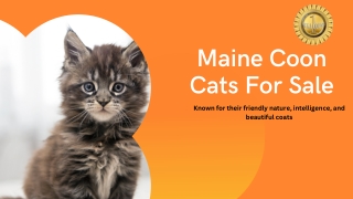 Maine Coon Cats For Sale: Find Perfect Feline Friend