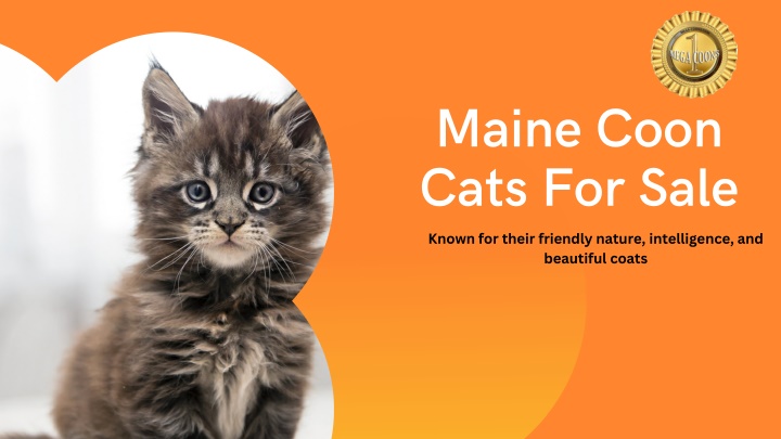 maine coon cats for sale known for their friendly