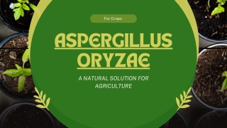 Aspergillus Oryzae in Modern Agriculture