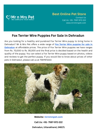 Fox Terrier Wire Puppies For Sale In Dehradun