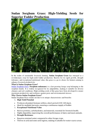 Sudan Sorghum Grass- High-Yielding Seeds for Superior Fodder Production