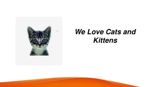 we love cats and kittens