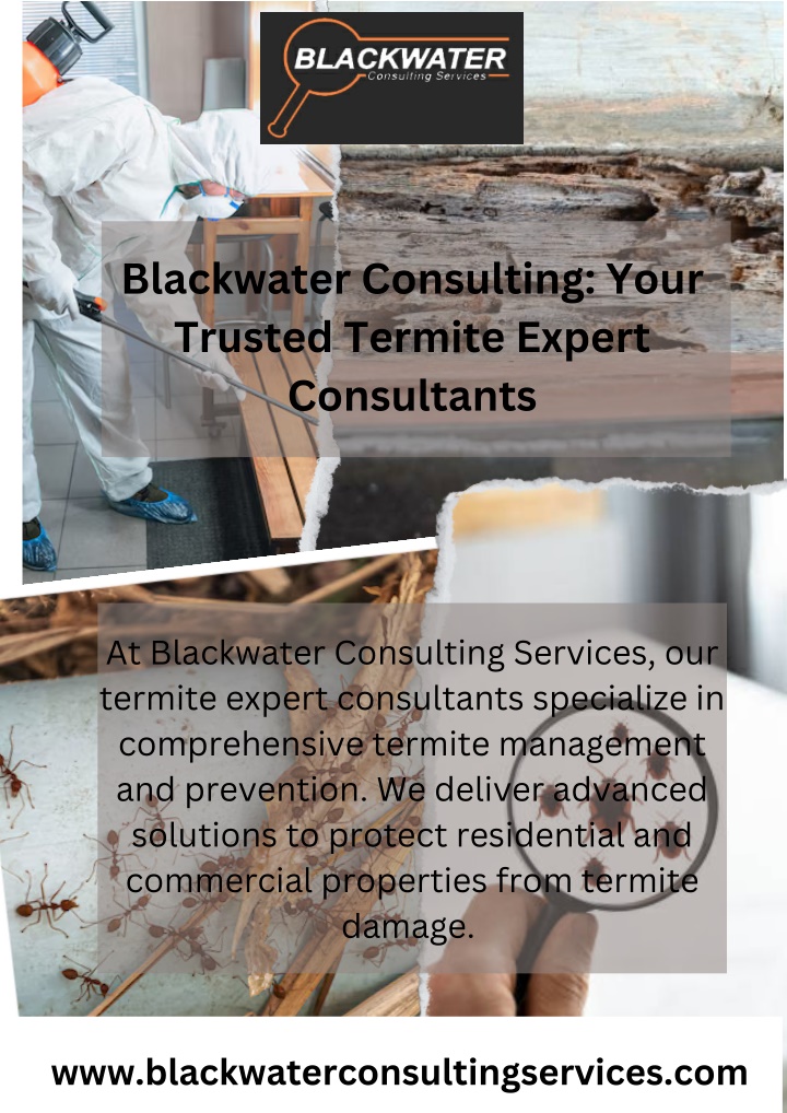 blackwater consulting your trusted termite expert