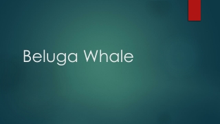 beluga whale