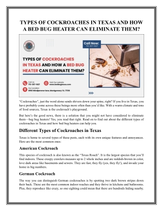 Expert Cockroach Pest Control Services in Texas
