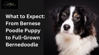 What to Expect From Bernese Poodle Puppy to Full-Grown Bernedoodle