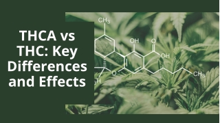 THCA vs THC Key Differences and Effects