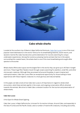 Cabo whale sharks