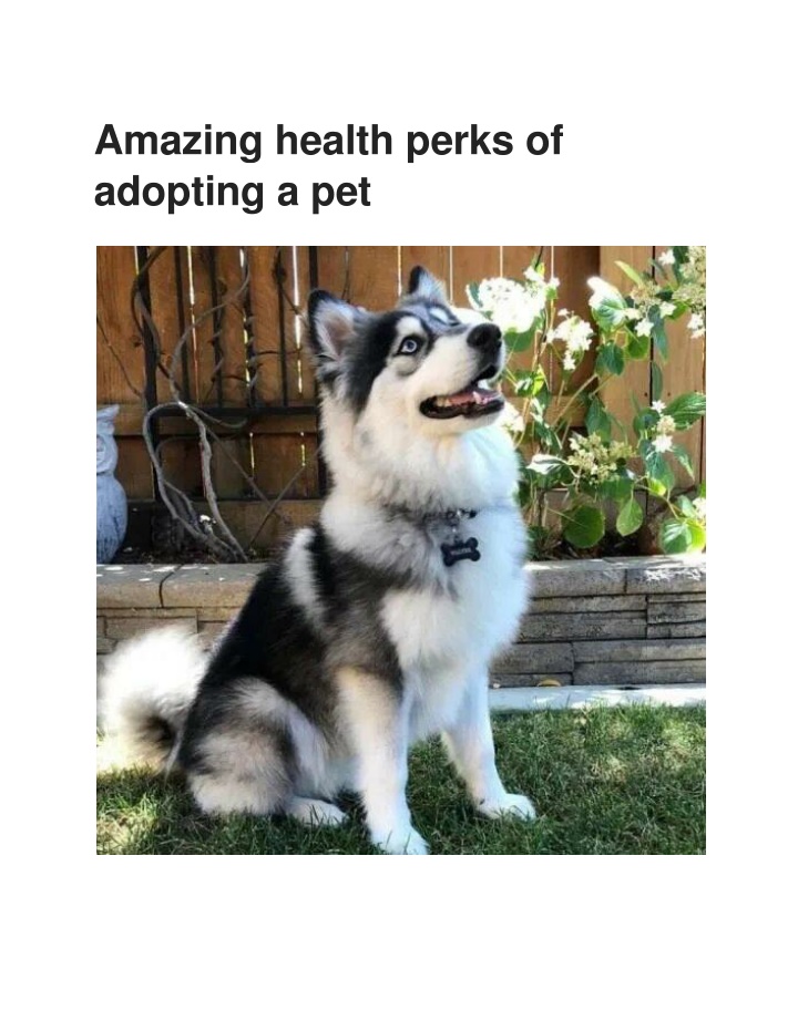 amazing health perks of adopting a pet