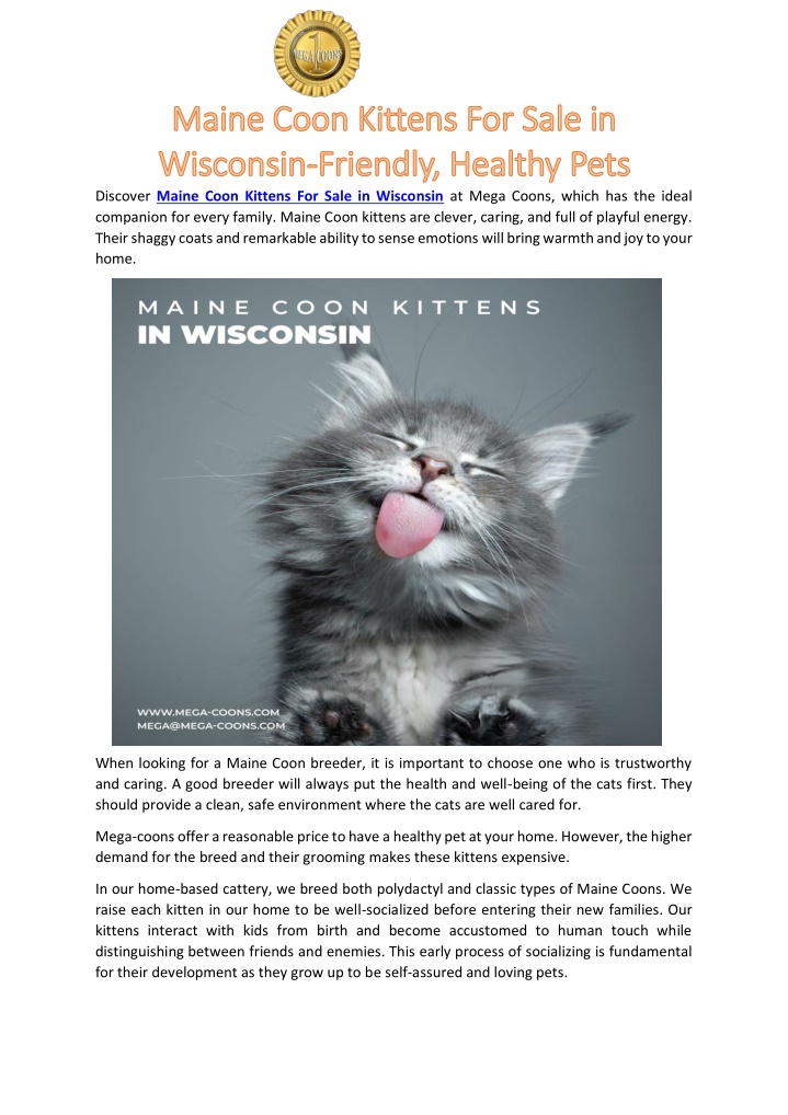 discover maine coon kittens for sale in wisconsin