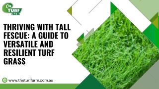 Tall Fescue--The Turf Farm