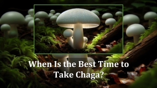 When Is the Best Time to Take Chaga?