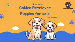 Golden Retriever Puppies for sale-Find Your Perfect Companion